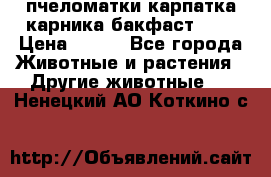 пчеломатки карпатка карника бакфаст F-1 › Цена ­ 800 - Все города Животные и растения » Другие животные   . Ненецкий АО,Коткино с.